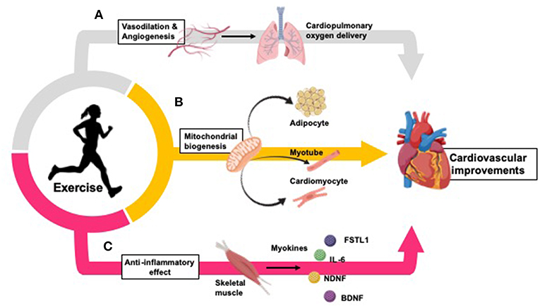 Physical Fitness and Cardiovascular Health Physical Fitness and Cardiovascular Health